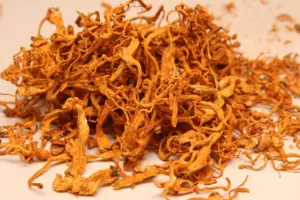 Купить Кордицепс Военный, (Cordyceps militaris)