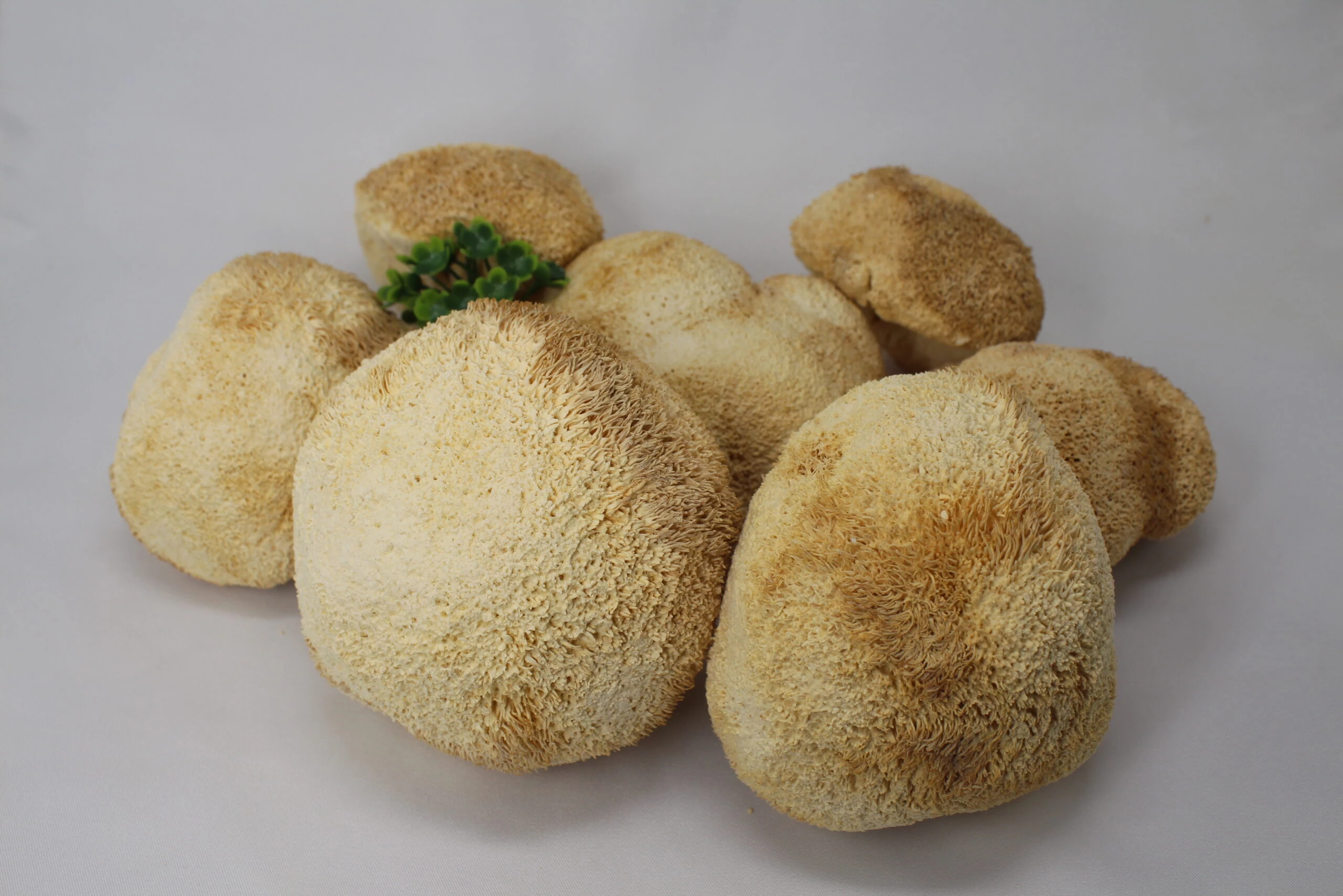 какой Ежовик лучше купить ? Узнай за 3 шага