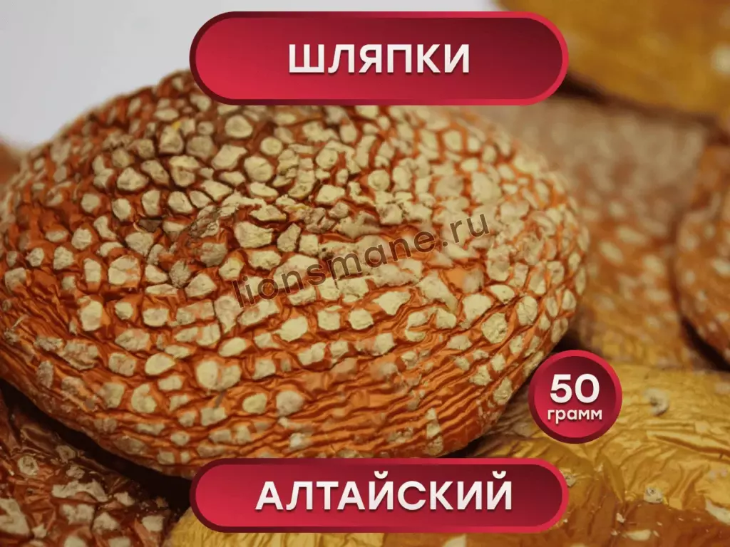 Главная
