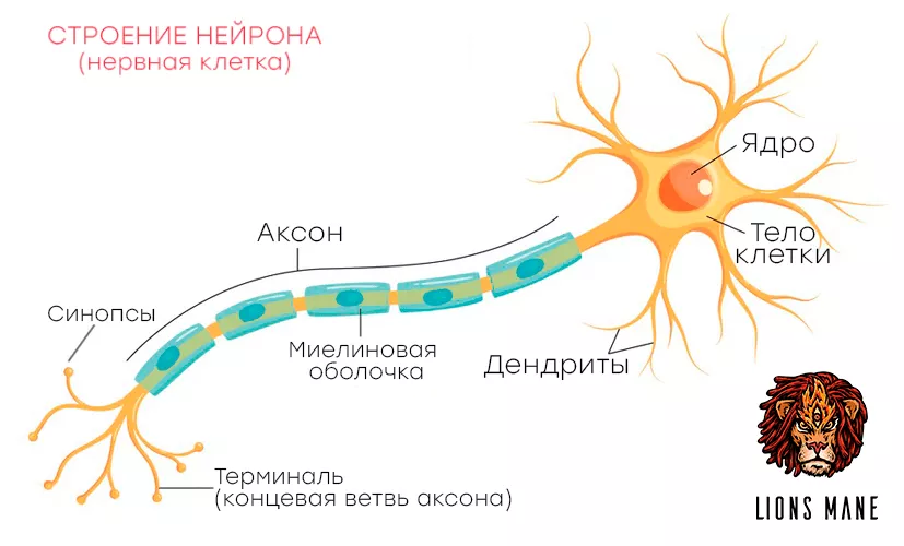 Ежовик польза и вред для здоровья организма