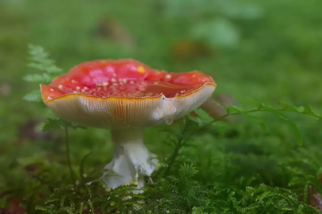 fly-agaric-2310187_1280