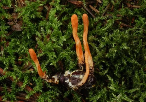 Cordyceps_militaris_DAY_10_Jul_2011_2