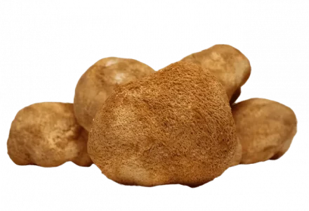 Ежовик Гребенчатый